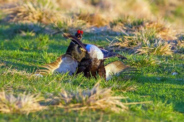 Klikni za ogled večje slike