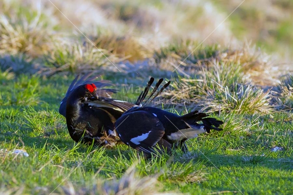 Klikni za ogled večje slike