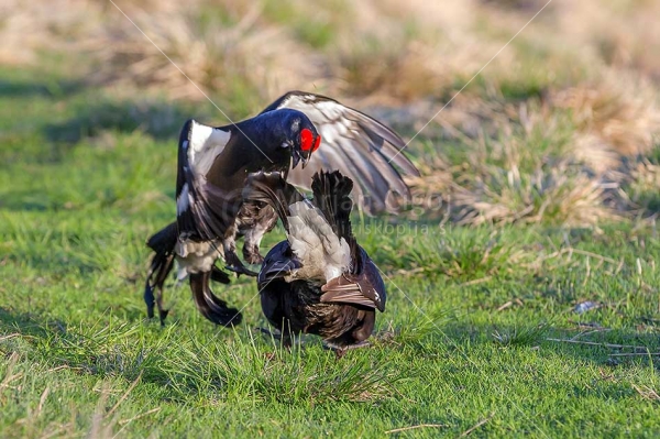 Klikni za ogled večje slike