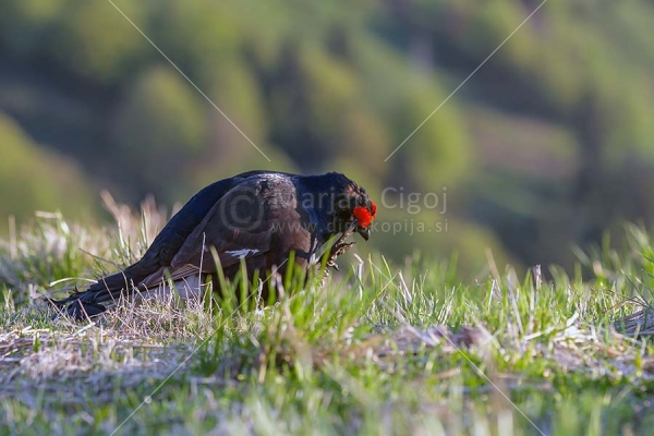Klikni za ogled večje slike