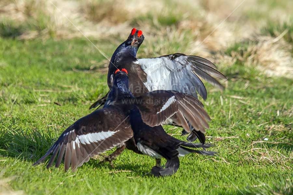 Klikni za ogled večje slike