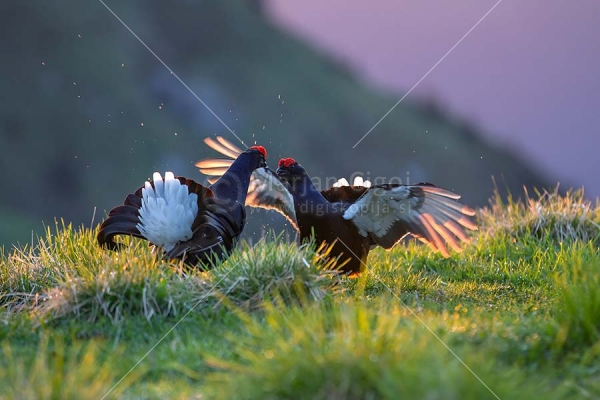Klikni za ogled večje slike