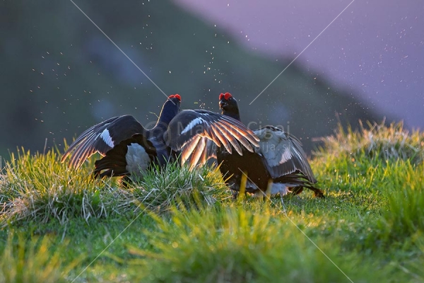 Klikni za ogled večje slike
