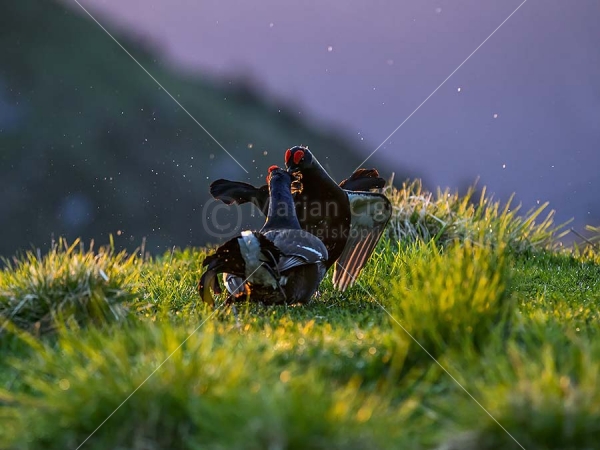 Klikni za ogled večje slike