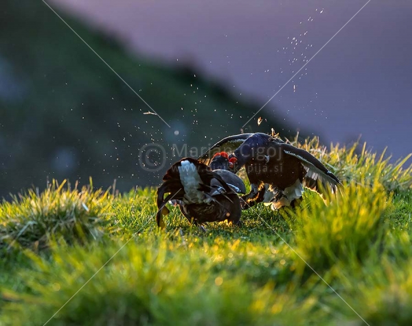 Klikni za ogled večje slike