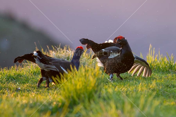 Klikni za ogled večje slike