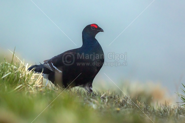 Klikni za ogled večje slike