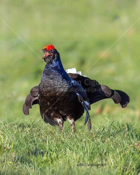 Klikni za ogled večje slike