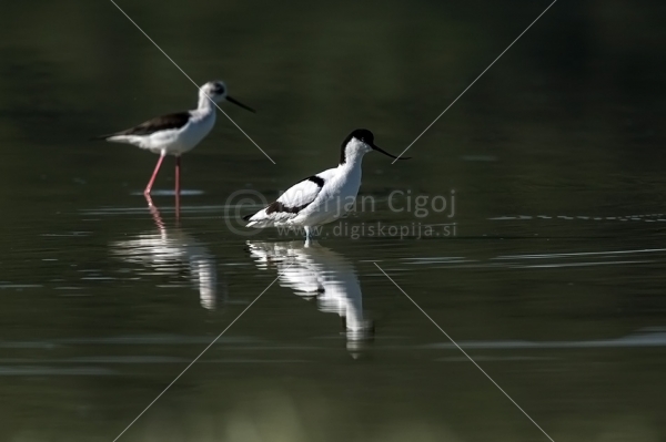 Klikni za ogled večje slike
