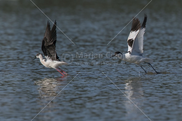 Klikni za ogled večje slike