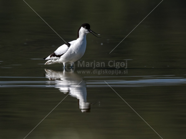 Klikni za ogled večje slike