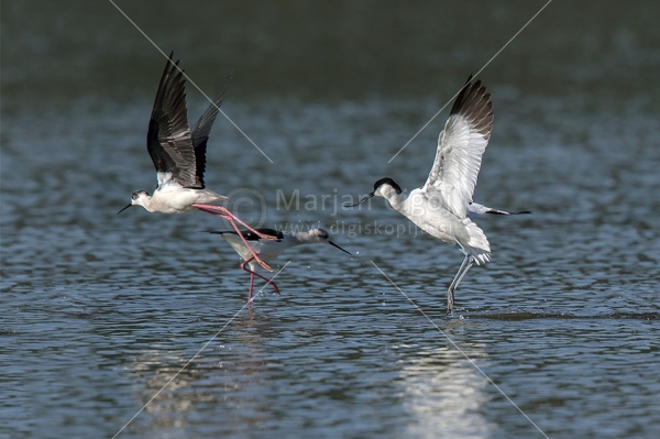 Klikni za ogled večje slike