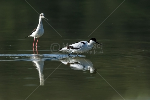 Klikni za ogled večje slike