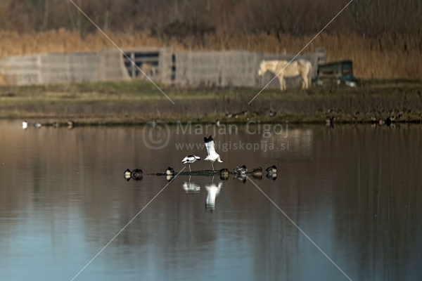 Klikni za ogled večje slike