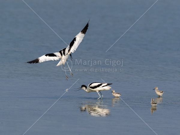 Klikni za ogled večje slike