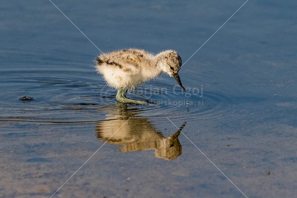 Klikni za ogled večje slike