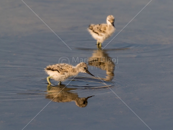 Klikni za ogled večje slike