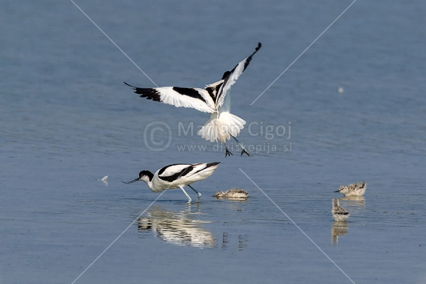 Klikni za ogled večje slike