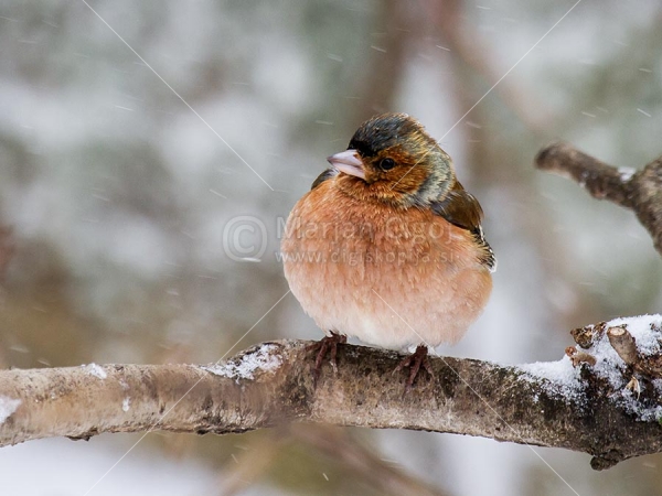 Klikni za ogled večje slike
