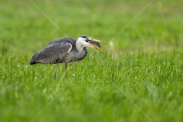 Klikni za ogled večje slike