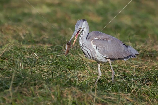Klikni za ogled večje slike