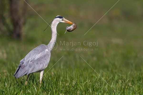 Klikni za ogled večje slike