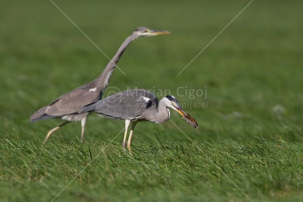 Klikni za ogled večje slike