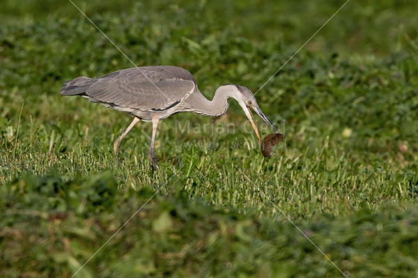 Klikni za ogled večje slike