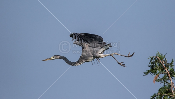 Klikni za ogled večje slike