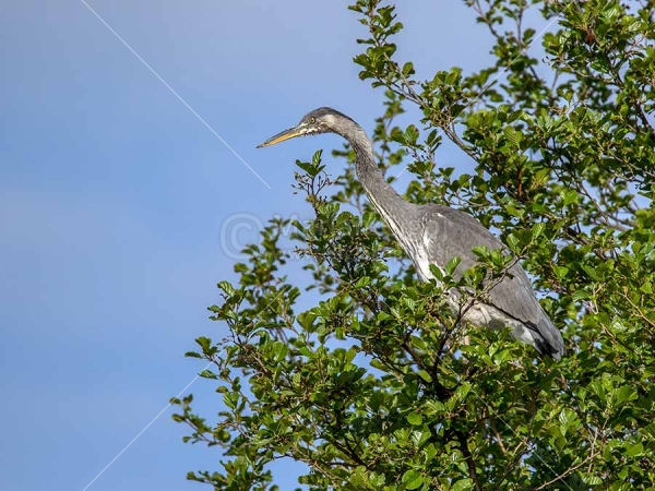Klikni za ogled večje slike