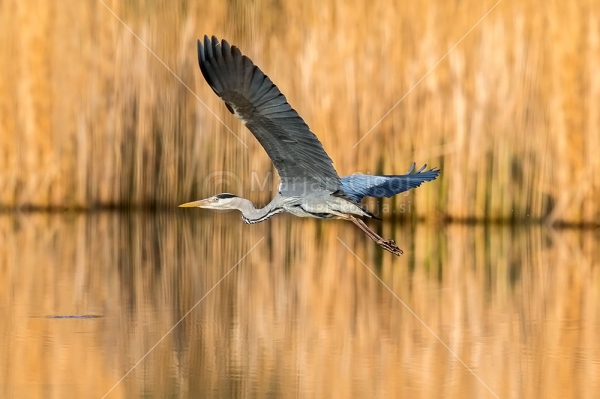 Klikni za ogled večje slike