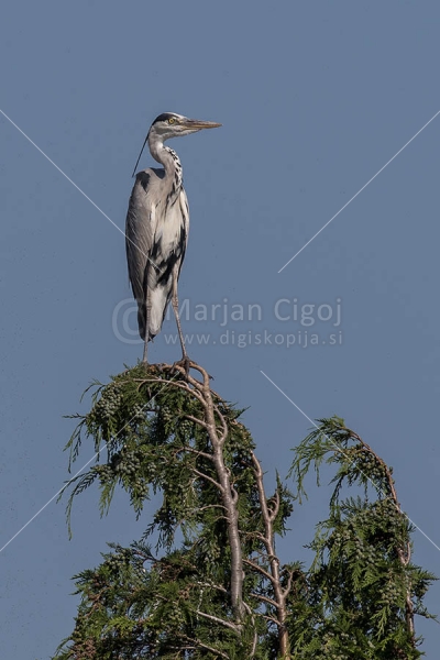 Klikni za ogled večje slike