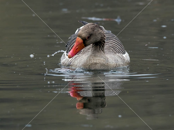 Klikni za ogled večje slike