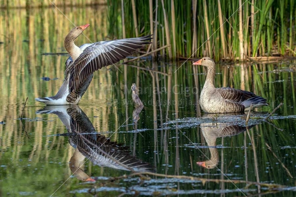 Klikni za ogled večje slike