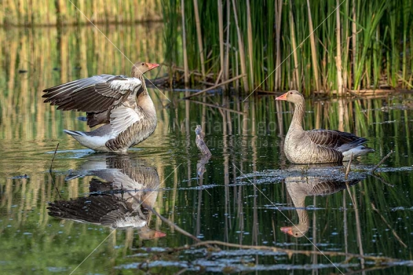 Klikni za ogled večje slike