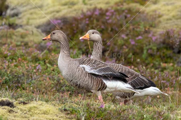 Klikni za ogled večje slike
