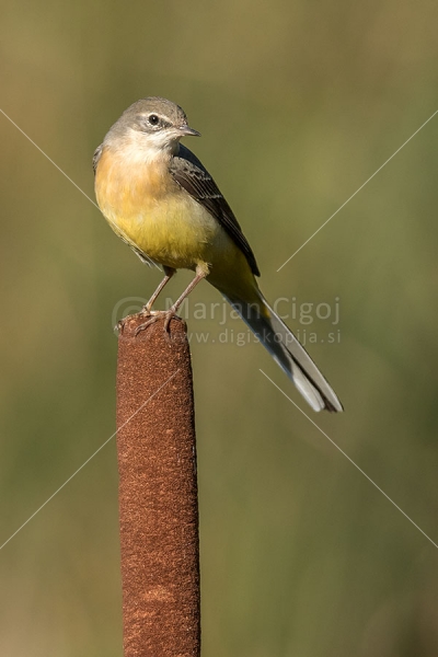 Klikni za ogled večje slike