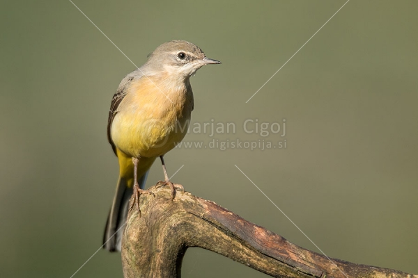 Klikni za ogled večje slike