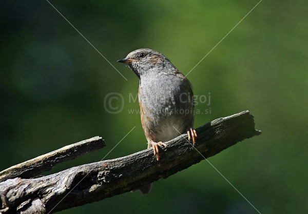 Klikni za ogled večje slike