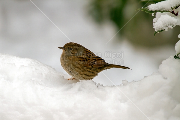 Klikni za ogled večje slike