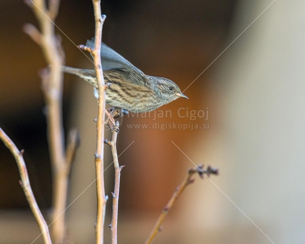 Klikni za ogled večje slike