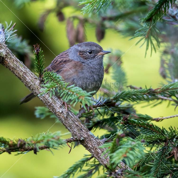 Klikni za ogled večje slike