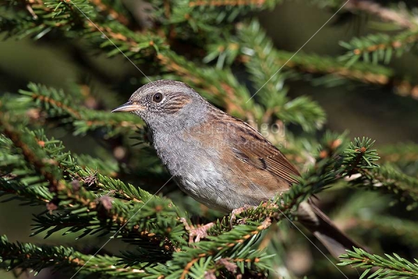 Klikni za ogled večje slike