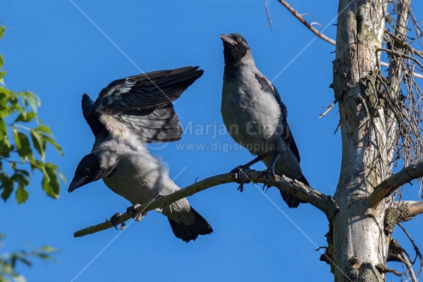 Klikni za ogled večje slike