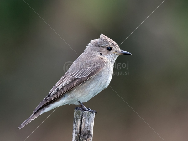 Klikni za ogled večje slike