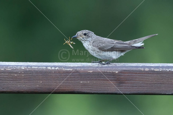Klikni za ogled večje slike