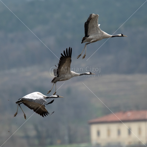Klikni za ogled večje slike