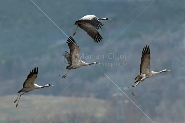 Klikni za ogled večje slike