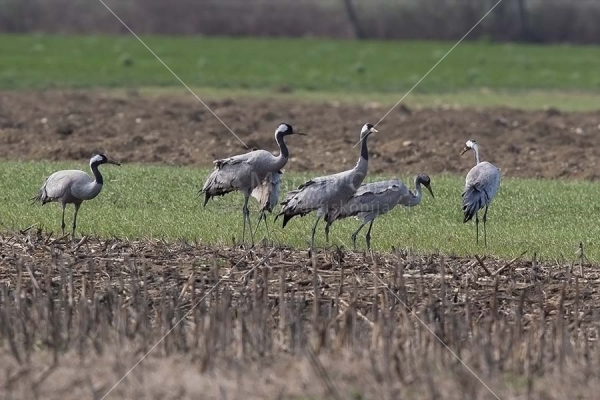 Klikni za ogled večje slike