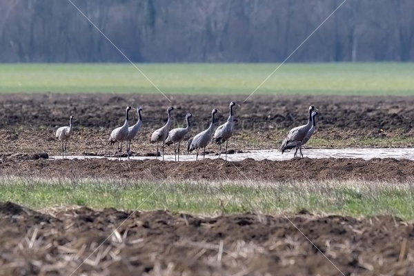 Klikni za ogled večje slike